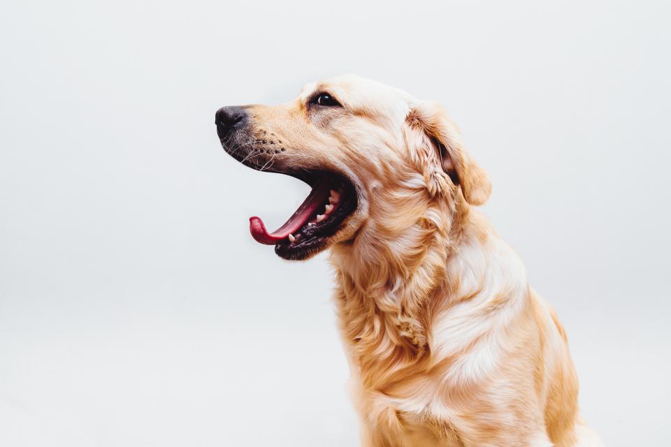Golden retriever ulkona.